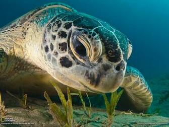Green Sea Turtle Red