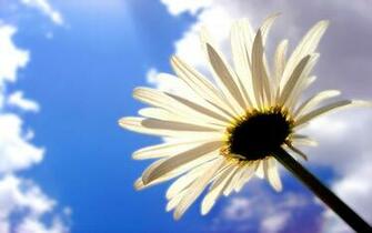 Daisy Flower HD Wallpaper