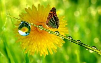 Spring Animals Desktop Wallpaper