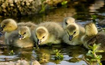Bird Baby Ducks Wallpaper HD