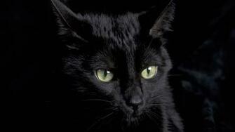 Cute Black Cat Wallpaper
