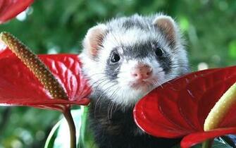 Ferret Wallpaper