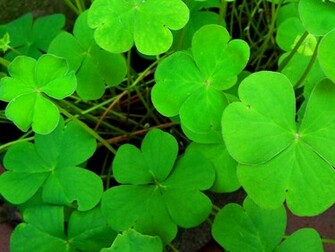 Clover Background Wallpaper HD Desktop