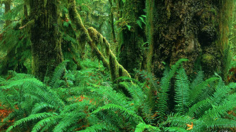 Full HD Nature Wallpaper