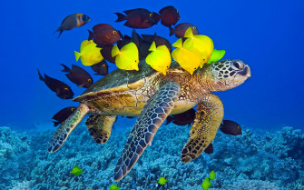 Animal Sea Turtle HD Wallpaper