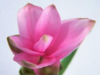 Single Flower Wallpaper