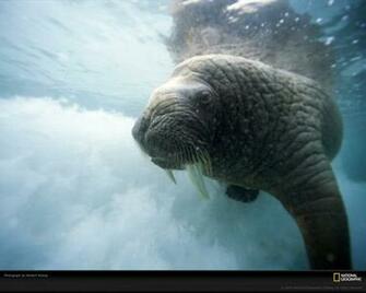 Pk24 Full HD Walrus Pictures Mobile Pc iPhone And More