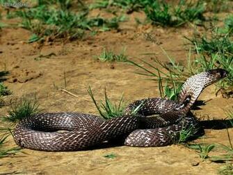 King Cobra Wallpaper