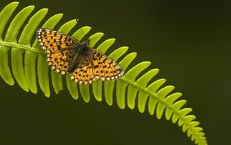 Back Wallpaper Original Green Butterflies Butterfly