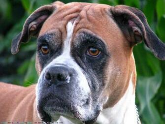 The Boxer Dog Desktop Wallpaper Pictures Online For Computer