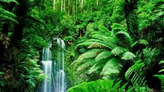 Green Landscapes Trees Jungle Forest Rainforest Wallpaper