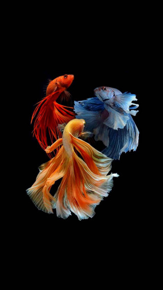 Beautiful Fish Wallpaper