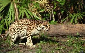 Wallpaper Ocelot Dwarf Leopard X
