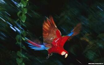 Scarlet Macaw Wallpaper In Resolution