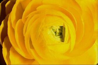 Yellow Texture And Image Gallery