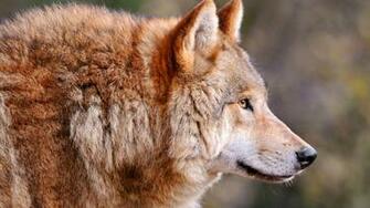 Wallpaper Wolf Predator Muzzle Profile 4k