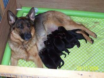 Vom Steinholtz German Shepherds Our Philosophy On Raising Great