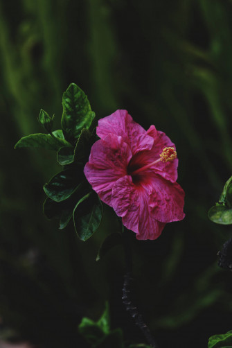 Flower Android Wallpaper