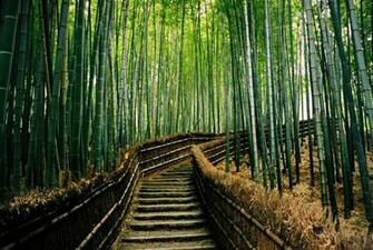Desktop Background HD Forest