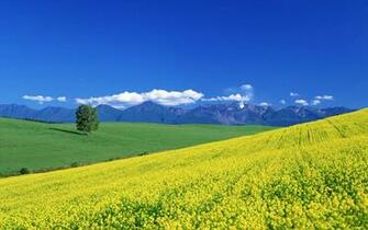 Floral Landscape Wallpaper And Image Pictures Photos