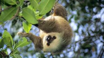 Sloth Panama Wallpaper