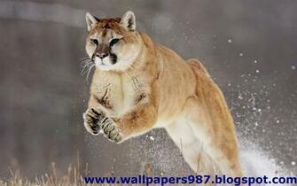 Allah Wallpaper Bravo Lion Pack
