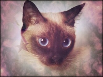 Siamese Cats Wallpaper