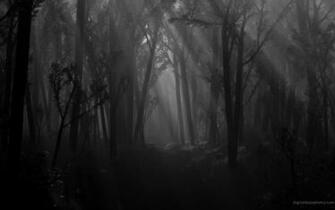 Dark Forest