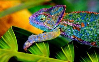 Chameleon Wallpaper X Net