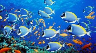 Top Beautiful Fish Photos Colorful Image Hq Wallpaper