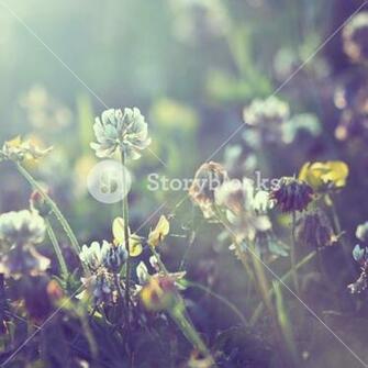 Vintage Plants Dandelions Background Royalty Stock Image