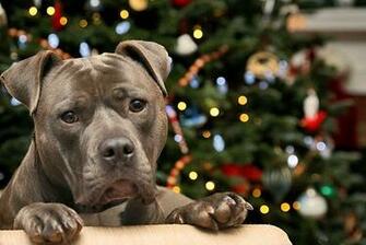 Sunni Bear The Pitbull Aka Bsbol Big Squishy Ball Of Love