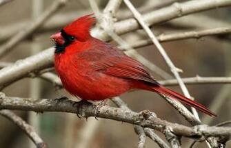Birds Cardinal Photos Wallpaper