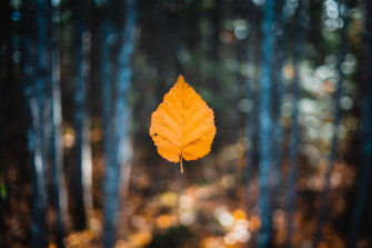 Falling Autumn Leaf 5k HD Nature 4k Wallpaper Image