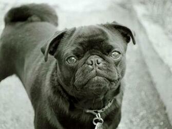 Pug Puppies Wallpaper White Widescreen Hivewallpaper