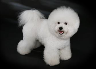 Bichon Frise Wikipedia