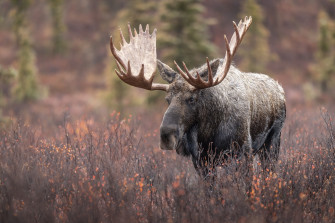 Moose HD Wallpaper And