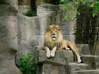 Jungle Animal Wallpaper