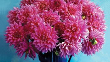 Wallpaper Dahlia Flower Pitcher Background