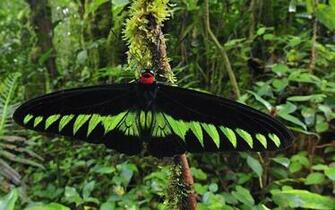 Green Butterfly Sitting On A Branch HD Butterflies Wallpaper