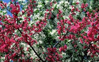 Spring In Flower Desktop Pc And Mac Wallpaper
