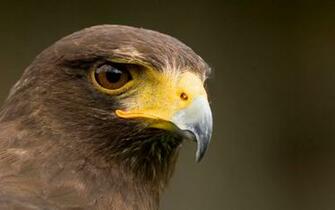 Hawk HD Wallpaper