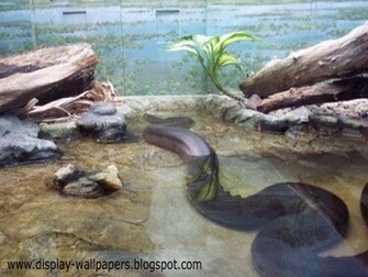 Wallpaper Great Anaconda Snake