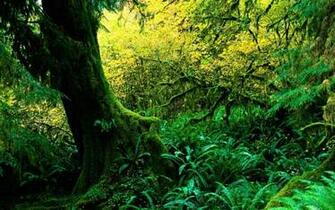 Hoh Rainforest Wallpaper
