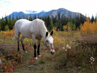 Farm Animals Desktop Background Collection