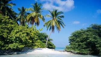 Tropical Wallpaper On