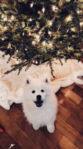 Dog Samoyed Samoyeddogs Dogsamoyed Instadog Puppy