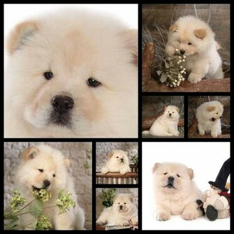 Chow Wallpaper HD Pics