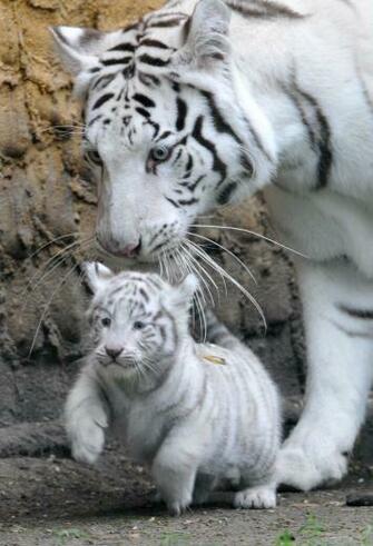 White Tiger Mother Wallpaper HD iPhone Tigers