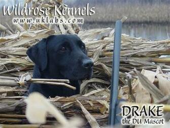 Wildrose Kennels Montly Retriever Wallpaper